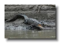 crocodilians 0001